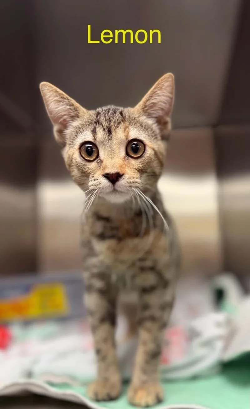 A baby medium-sized female Calico cat named Lemon for adoption in Wyandotte, MI
