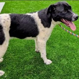 A young medium-sized male Mixed Breed dog named Leo for adoption in Fairfax, VA