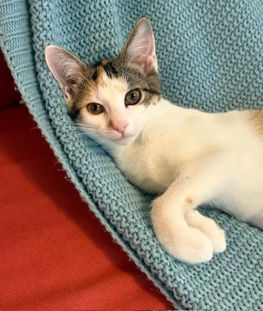 A baby medium-sized female Domestic Short Hair cat named Solene for adoption in Cumberland, ME