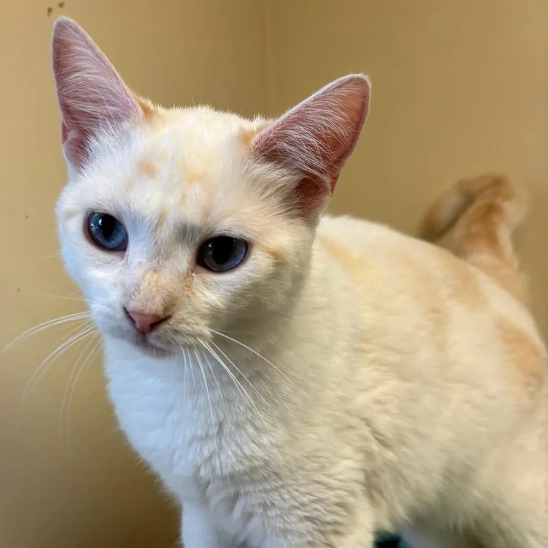 A young medium-sized female Flame Point Domestic Short Hair cat named Snowball for adoption in Naperville, IL