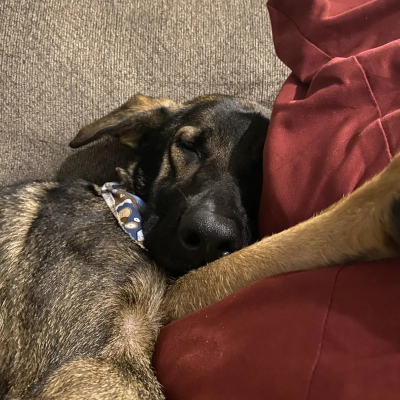 Scarlette thumbnail 4