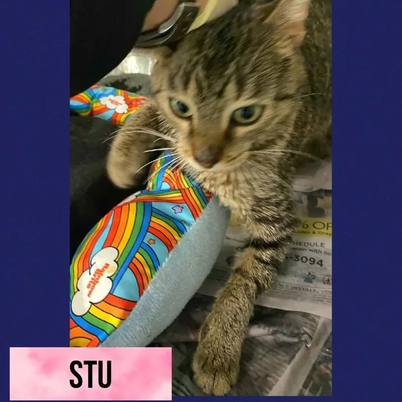 A young medium-sized male Brown / Chocolate American Shorthair cat named Stu for adoption in Wheeling, IL