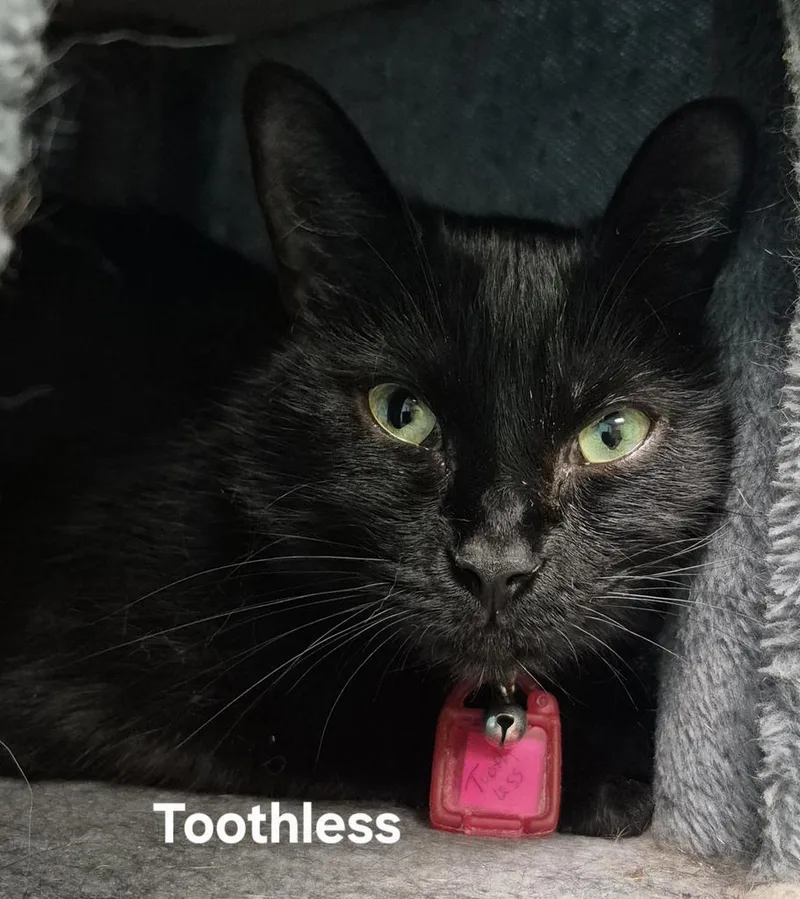 Toothless thumbnail 2