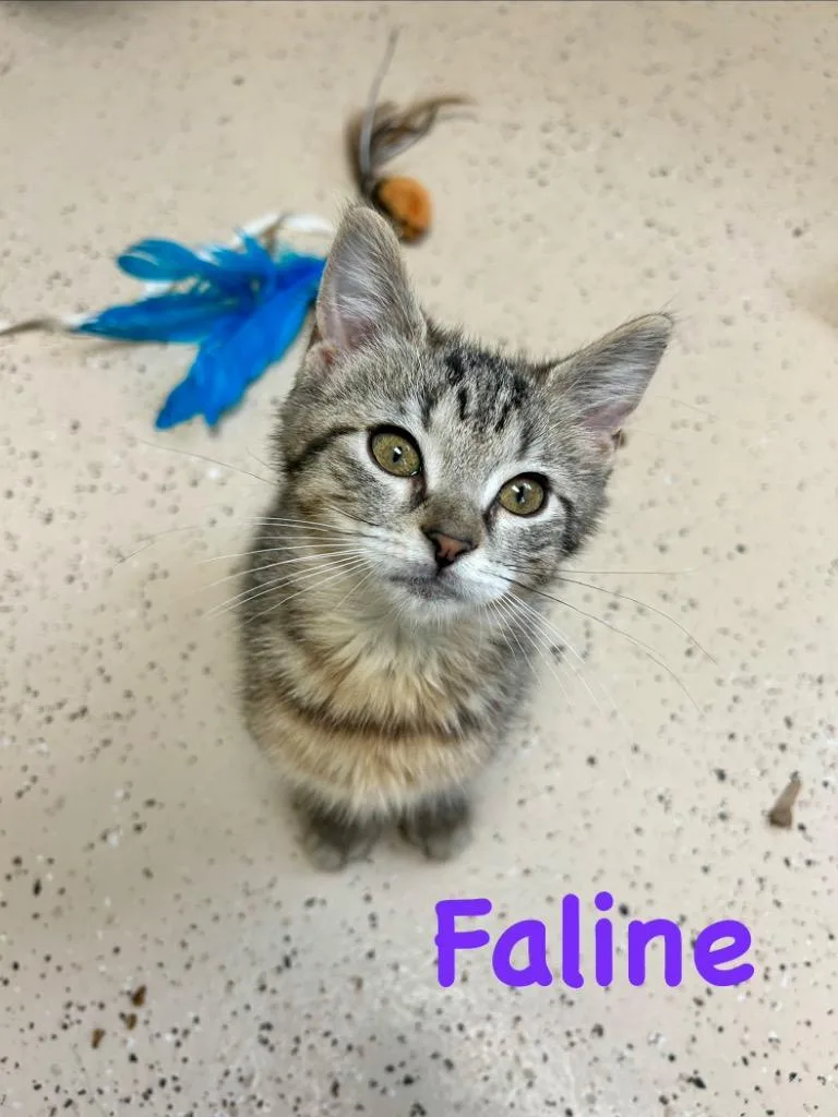 A baby small-sized female Domestic Short Hair cat named Faline for adoption in West Union, OH