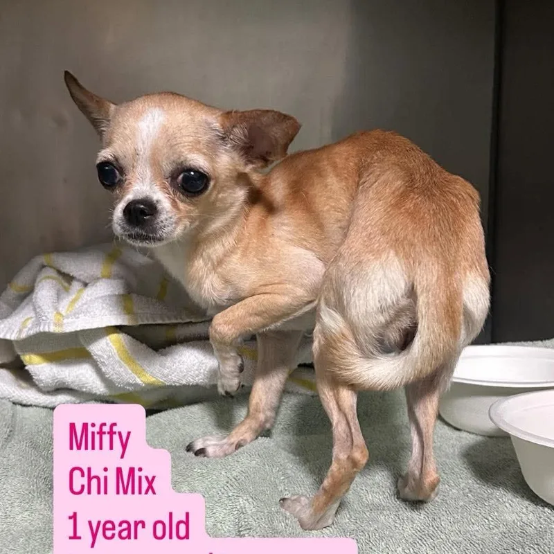 Miffy