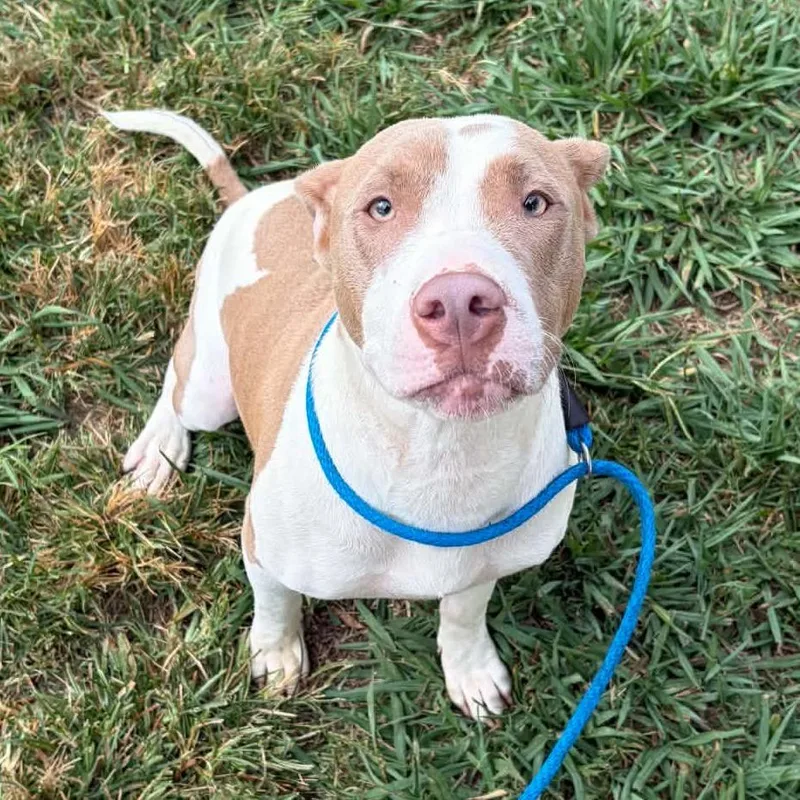 A young medium-sized female Brown / Chocolate Pit Bull Terrier dog named Wednesday for adoption in Concord, NC