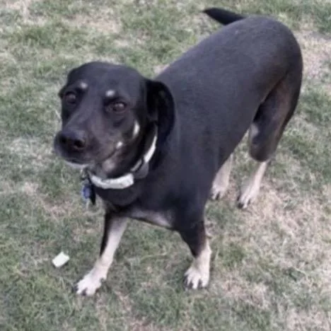 An adult medium-sized female Shepherd dog named Sweetie Pie for adoption in Parker, CO