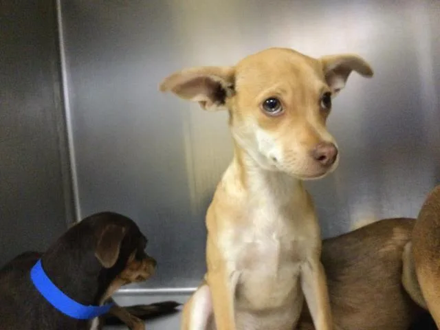 A baby small-sized female Chihuahua dog named Vice for adoption in Riverside, CA