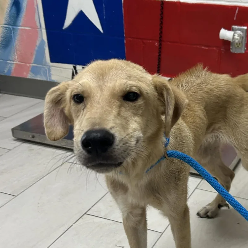 A young medium-sized male Yellow / Tan / Blond / Fawn Labrador Retriever dog named Hank for adoption in Lufkin, TX