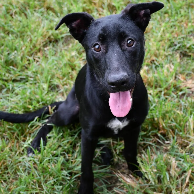A young medium-sized female Black Labrador Retriever dog named Bonnie for adoption in Beaumont, TX