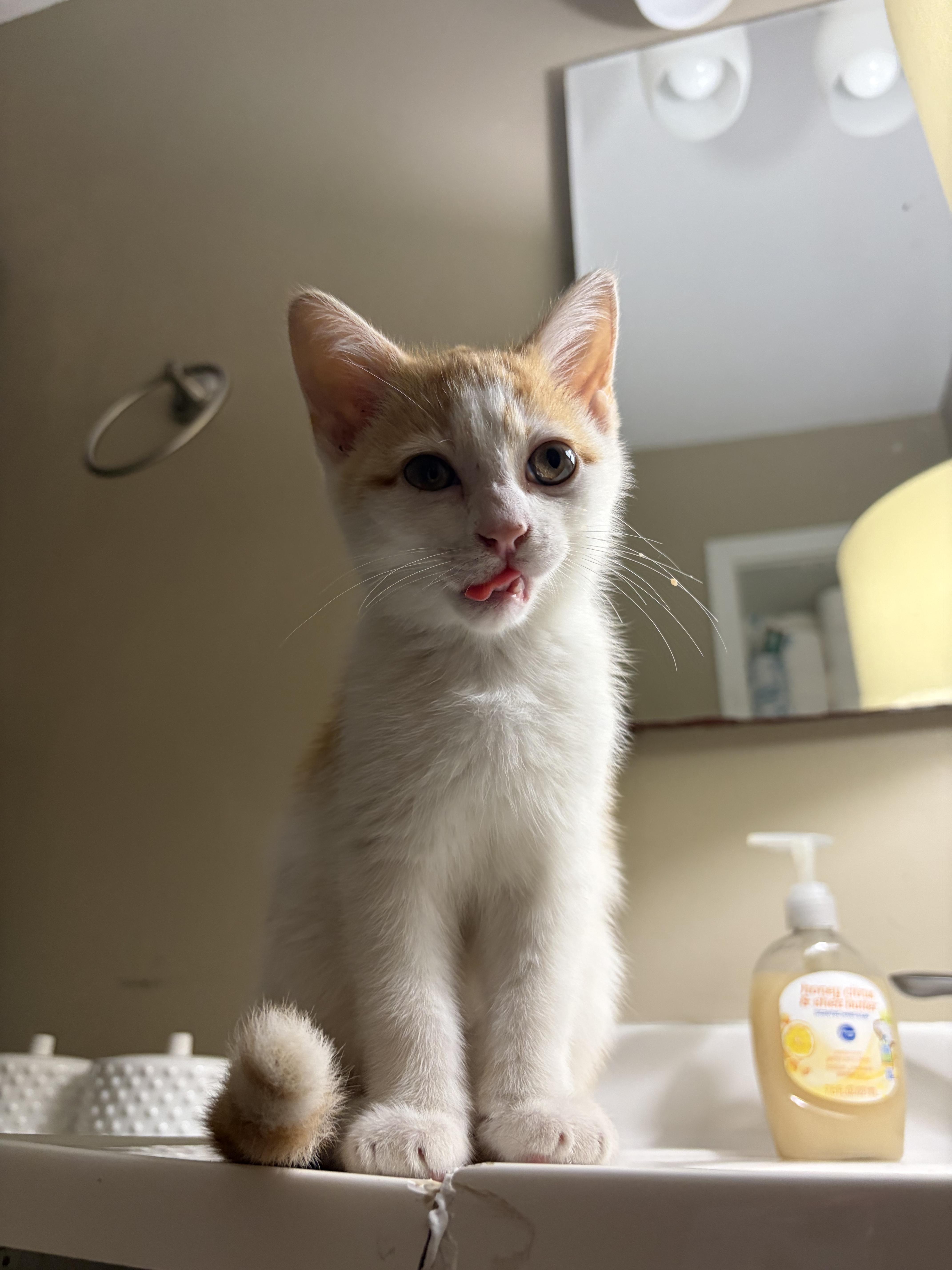 A baby medium-sized male Orange & White Domestic Short Hair cat named Perry for adoption in Columbus, OH