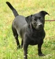 An adult large-sized male Mixed Breed dog named Space for adoption in Kansas City, MO