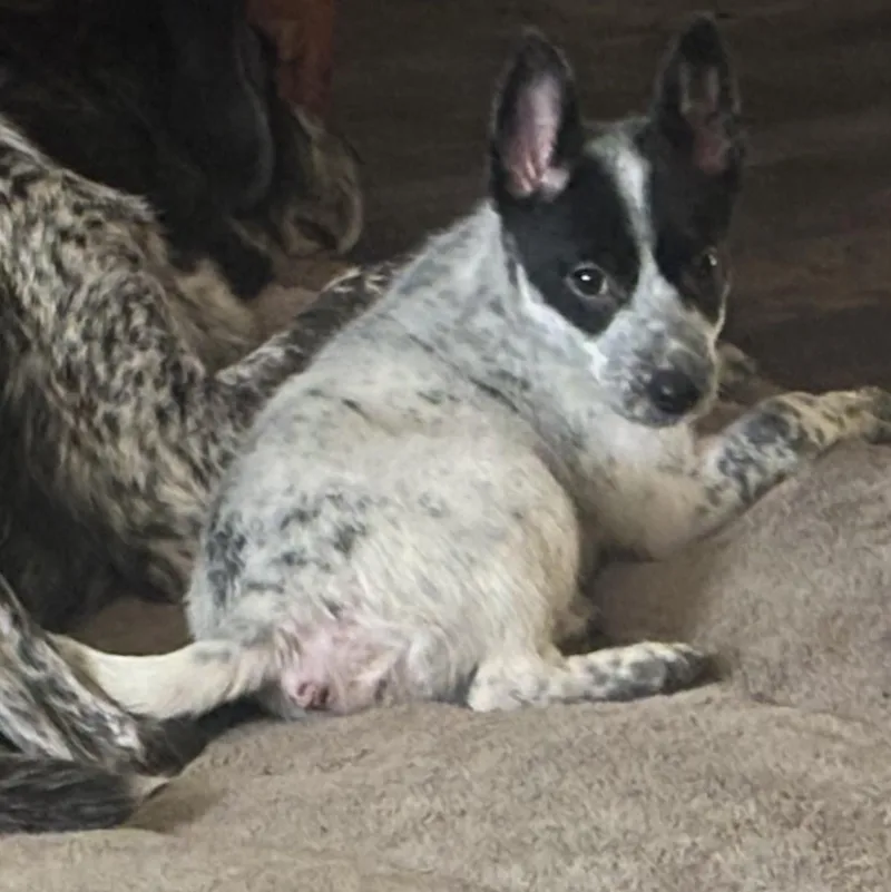 A baby medium-sized male Australian Cattle Dog / Blue Heeler dog named Ruger for adoption in Penryn, CA