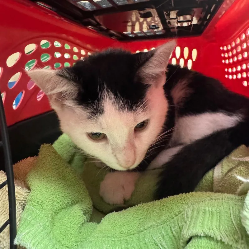 A baby small-sized female Black Domestic Short Hair cat named Zebra for adoption in York, PA