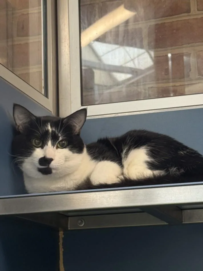 An adult small-sized male Domestic Short Hair cat named Pepper for adoption in Hagerstown, MD