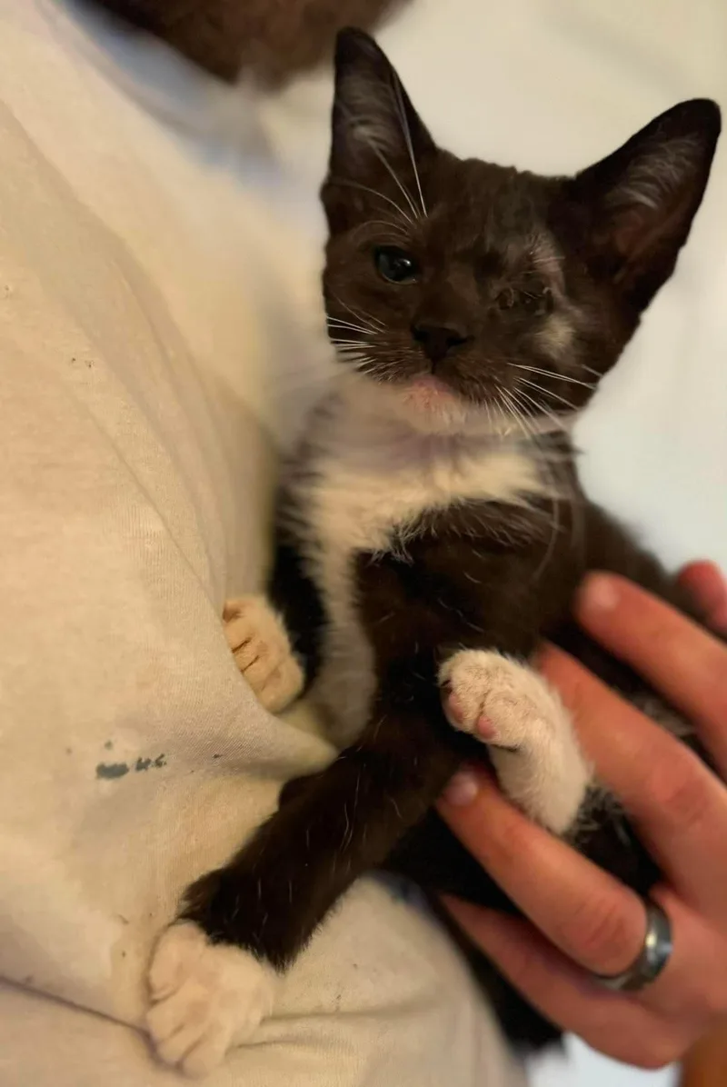 A baby small-sized female Domestic Short Hair cat named Tuxie for adoption in Clymer, PA