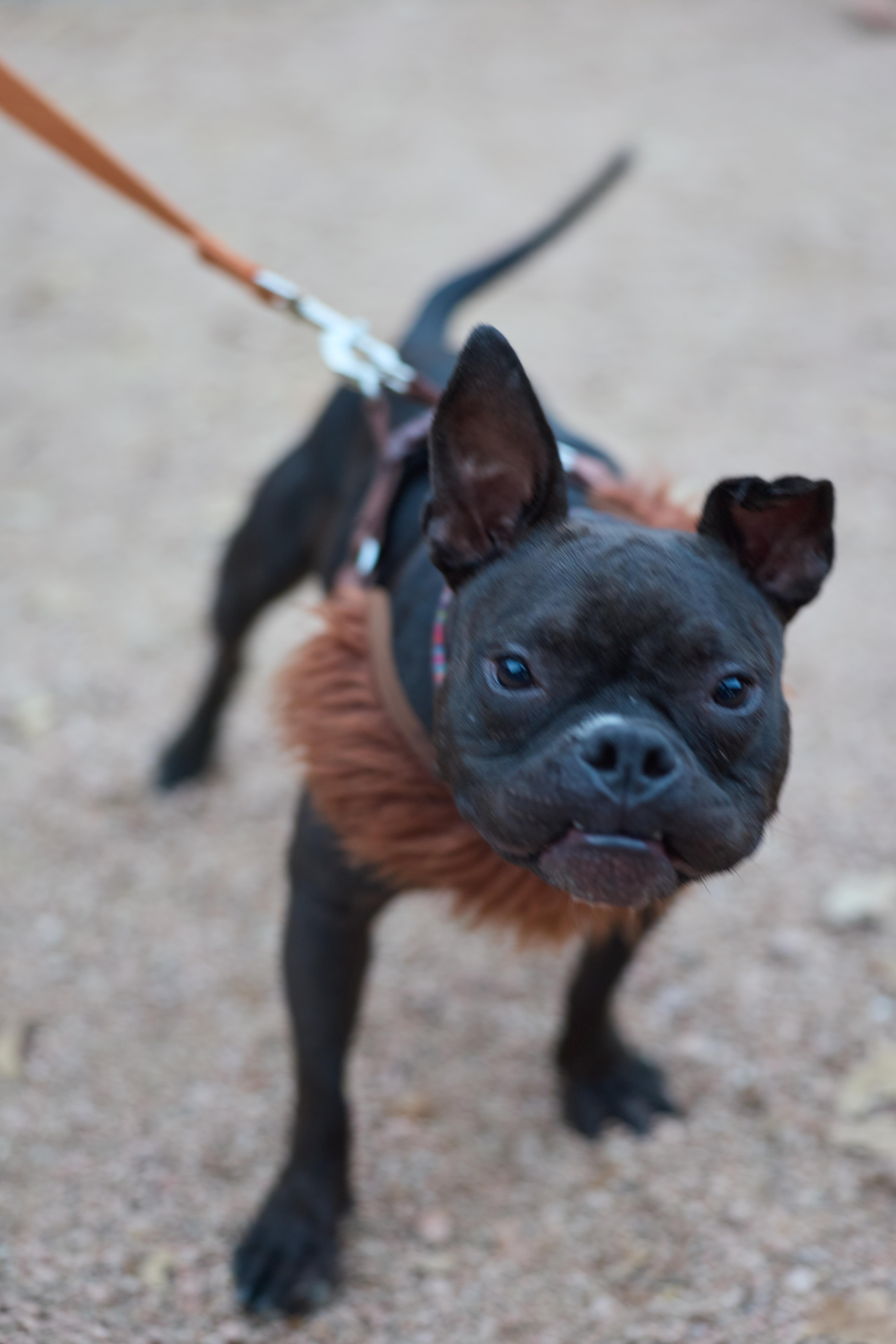 Sweetpea thumbnail 3