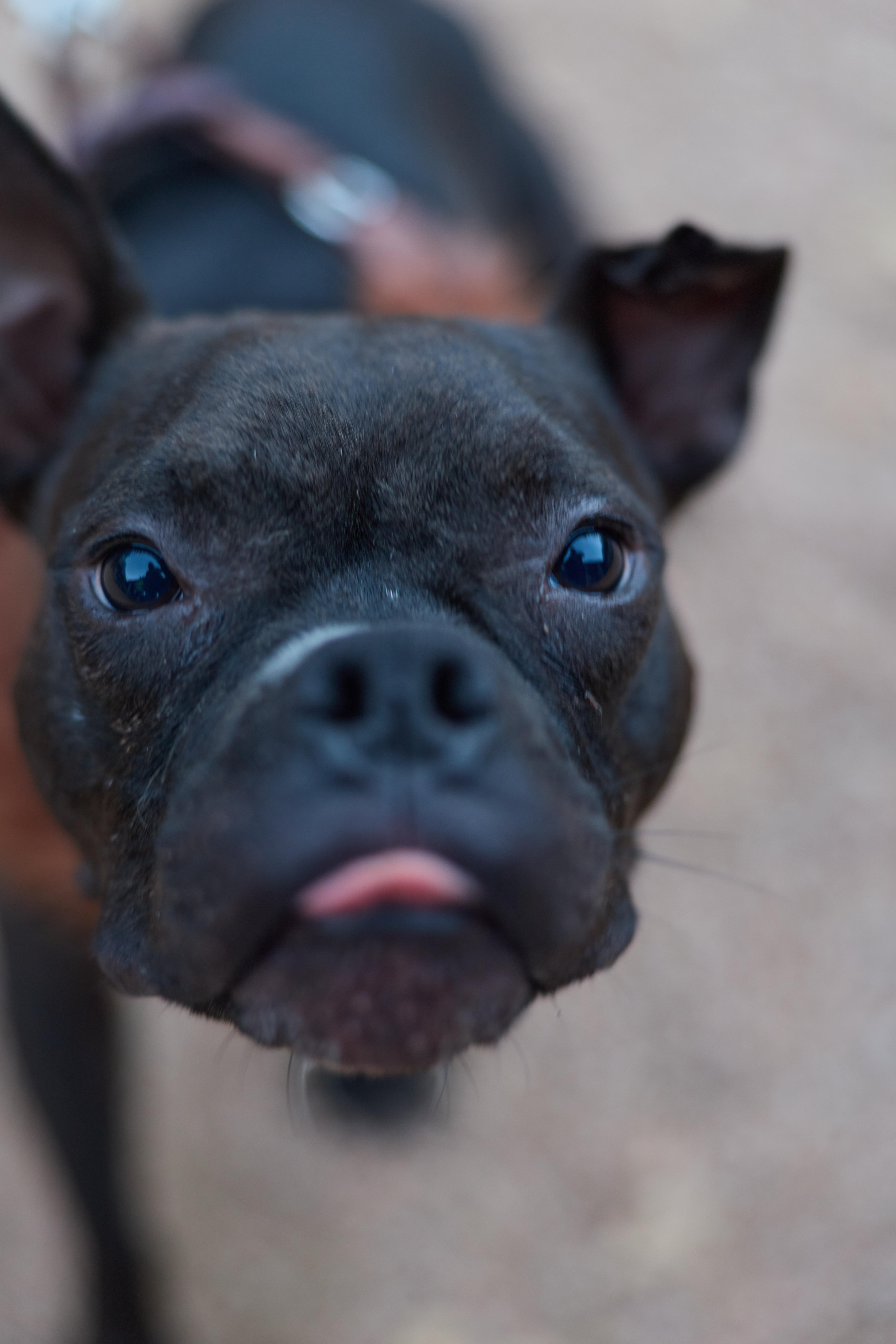 Sweetpea thumbnail 5