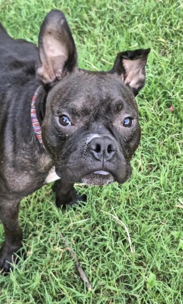 Sweetpea thumbnail 6