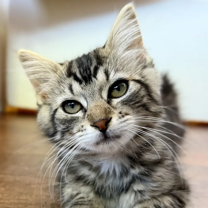 Nisa