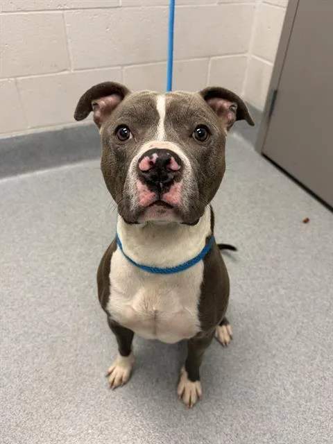 An adult large-sized male Pit Bull Terrier dog named Westley for adoption in Indianapolis, IN