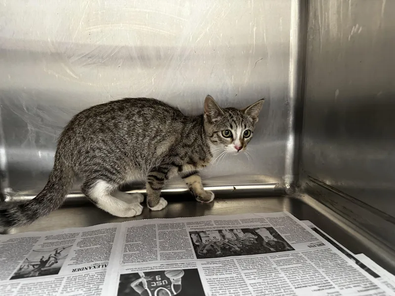 A baby small-sized female Domestic Short Hair cat named Cece for adoption in Los Angeles, CA