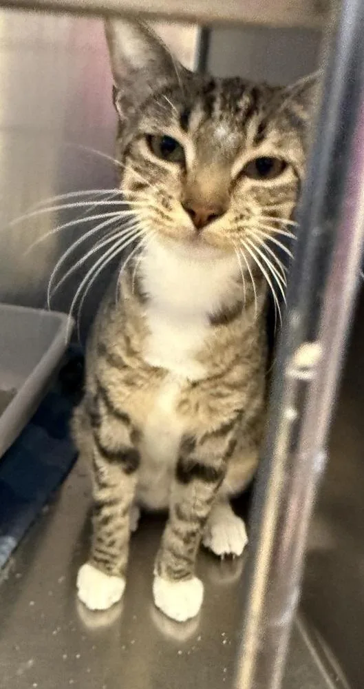A young medium-sized female Domestic Short Hair cat named Daisy for adoption in Fremont, NE