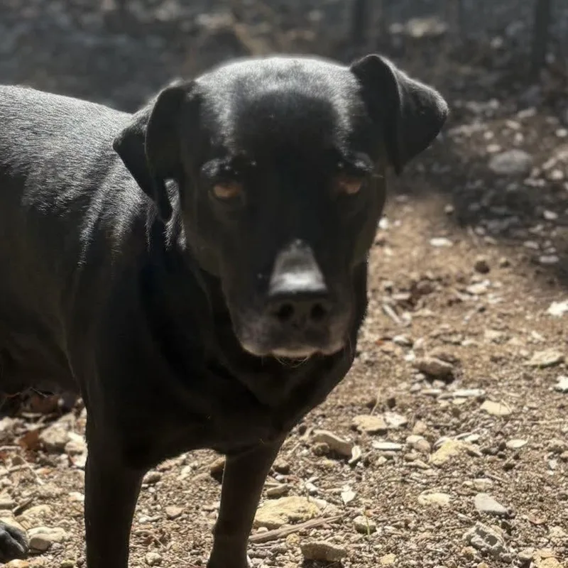 Bruno thumbnail 3