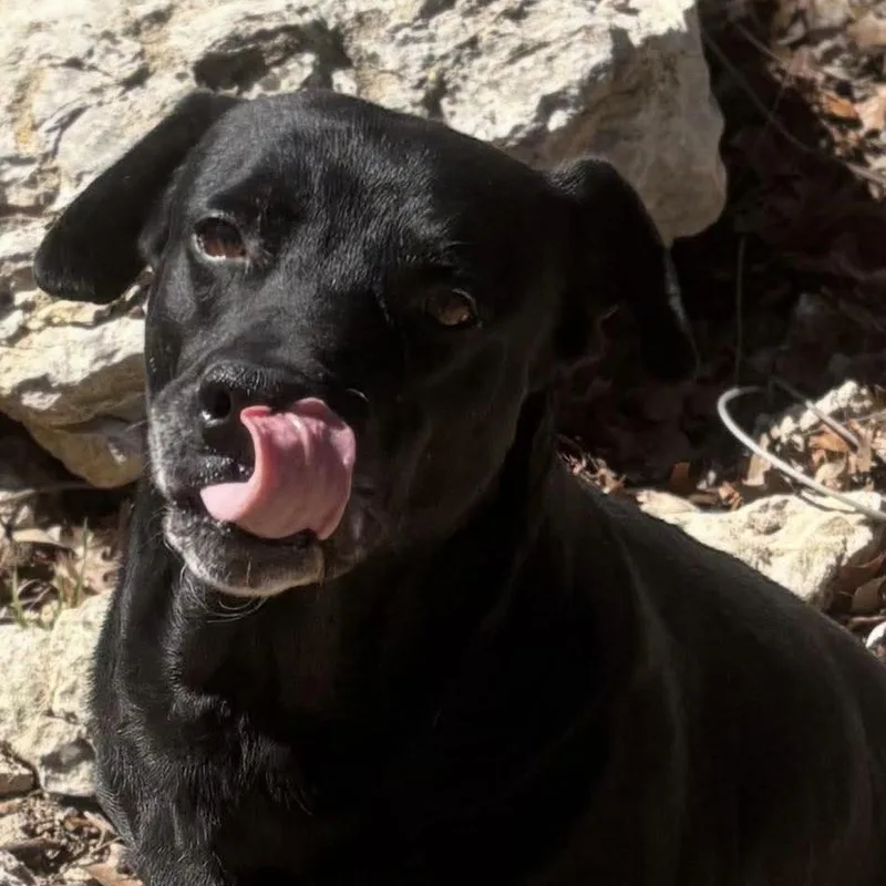 Bruno thumbnail 6