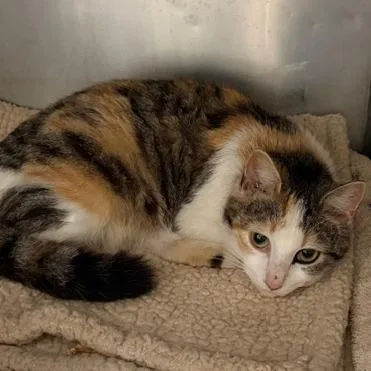 A young medium-sized female Domestic Short Hair cat named Muffin for adoption in Cumming, GA