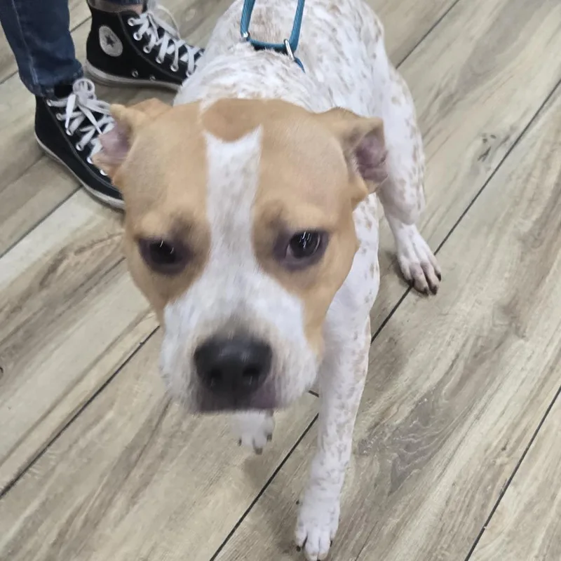 An adult medium-sized female Mixed Breed dog named Summer for adoption in Newark, NJ