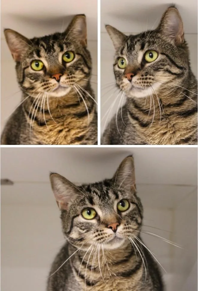 A young medium-sized female Domestic Short Hair cat named Maleficient for adoption in Pierceton, IN