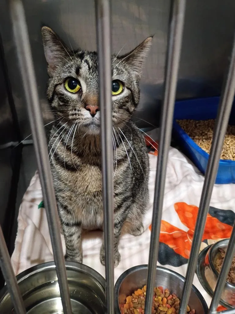 Maleficient thumbnail 2