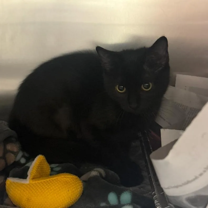 A baby small-sized female Black Domestic Short Hair cat named Maya for adoption in Charlottesville, VA