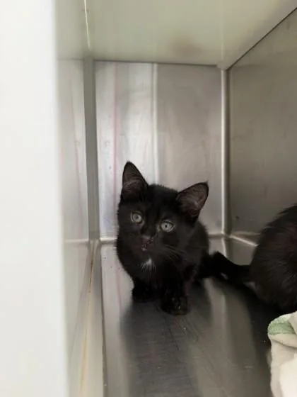 A baby small-sized female Domestic Short Hair cat named Callie for adoption in Westland, MI
