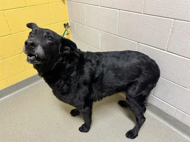 An adult medium-sized female Labrador Retriever dog named Kaylani for adoption in Colorado Springs, CO