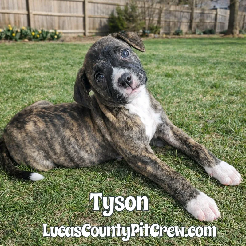 Tyson