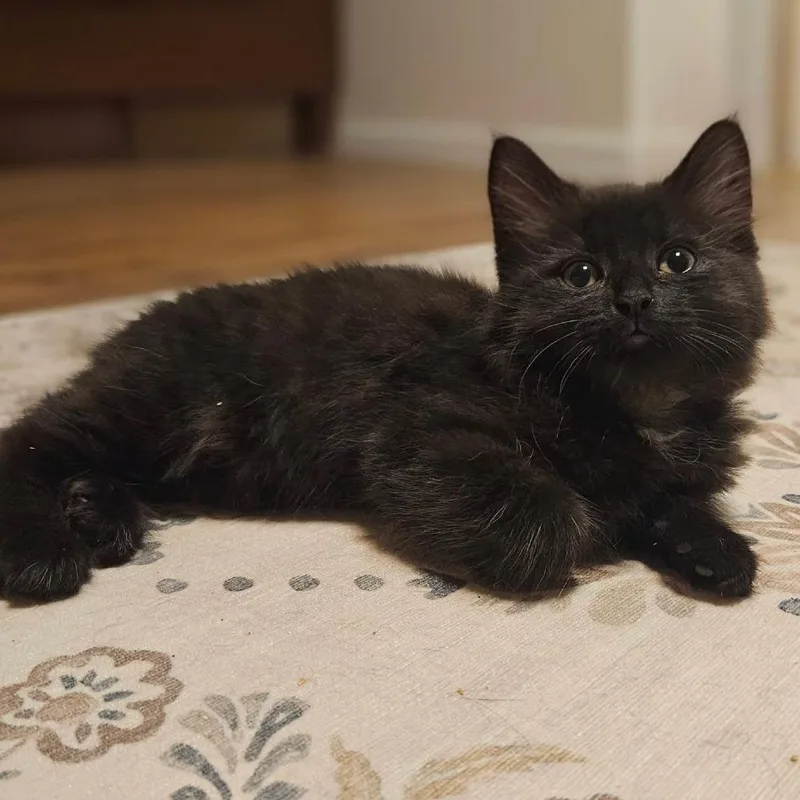 Onyx
