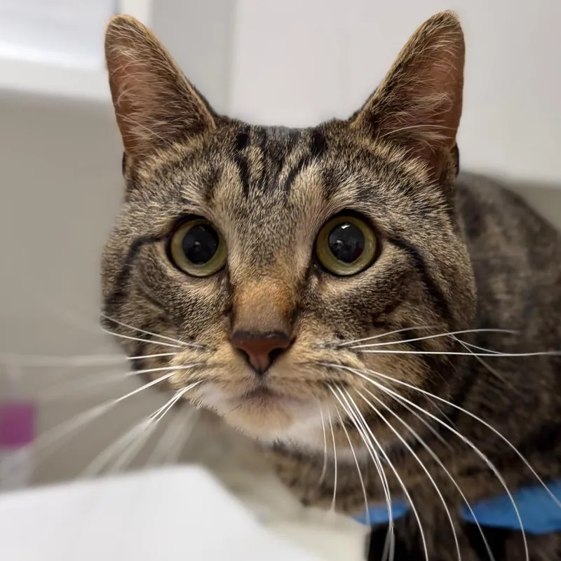A young medium-sized male Brown / Chocolate Domestic Short Hair cat named Oliver for adoption in Middletown, RI