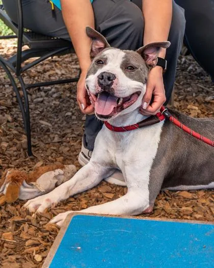 An adult large-sized male Mixed Breed dog named Filbert for adoption in Chamblee, GA
