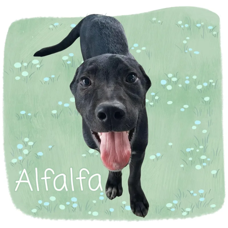 Alfalfa