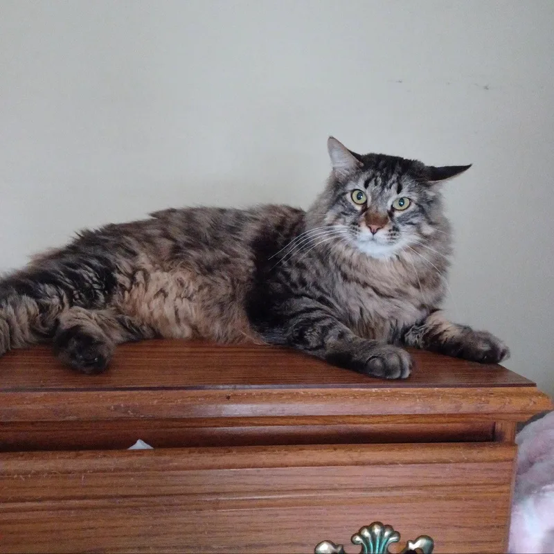 An adult large-sized male Domestic Long Hair cat named Harley for adoption in Drasco, AR