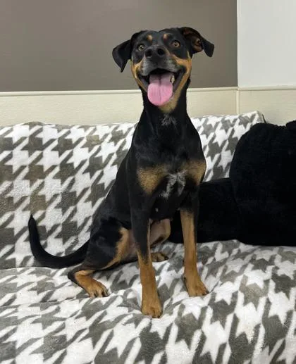 An adult medium-sized female Manchester Terrier dog named Bitsy for adoption in Madison, NJ