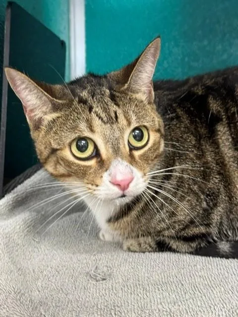 An adult small-sized female Domestic Short Hair cat named Jersey Girl for adoption in Naples, FL