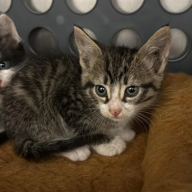 A baby small-sized male Brown / Chocolate Domestic Short Hair cat named Basil for adoption in Spring Hill, KS