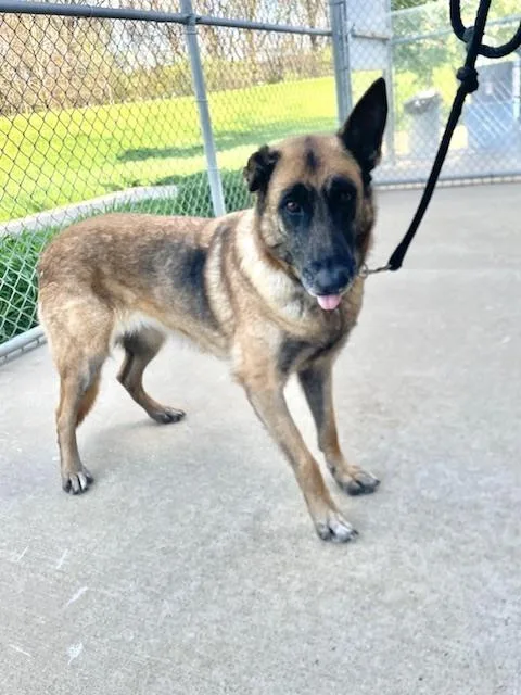 A senior large-sized female Tricolor (Brown, Black, & White) Belgian Shepherd / Malinois dog named Cinnamon for adoption in Kalamazoo, MI