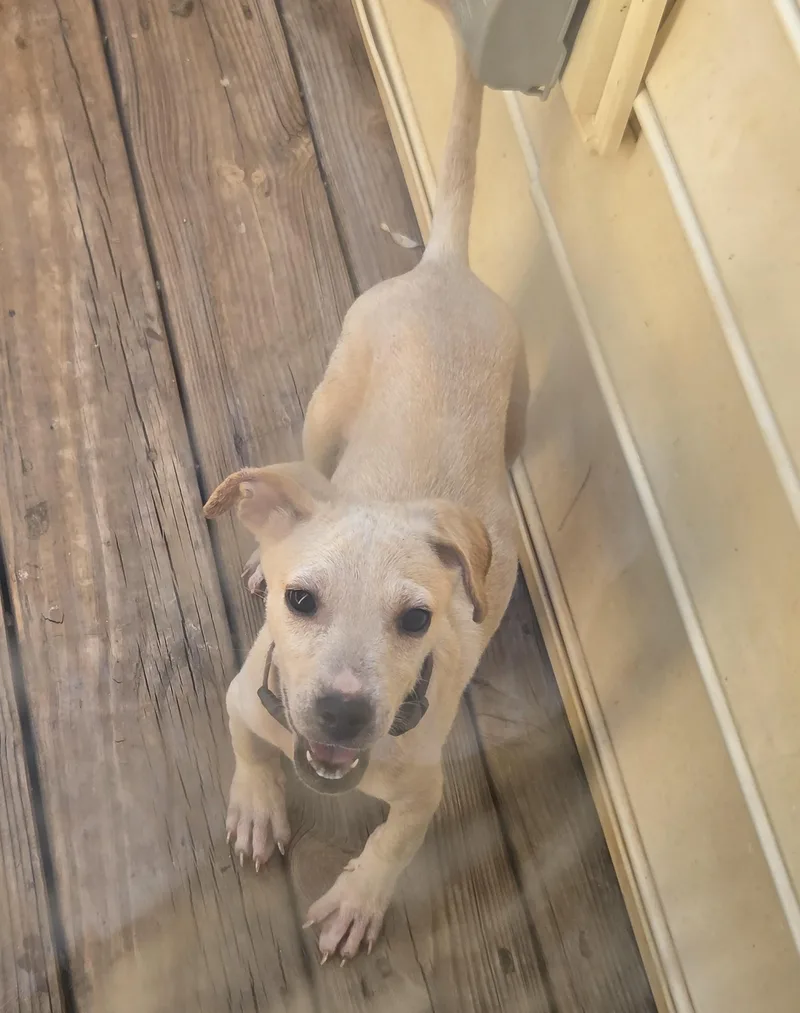 A baby small-sized male Yellow / Tan / Blond / Fawn Yellow Labrador Retriever dog named Reggie for adoption in Troutman, NC