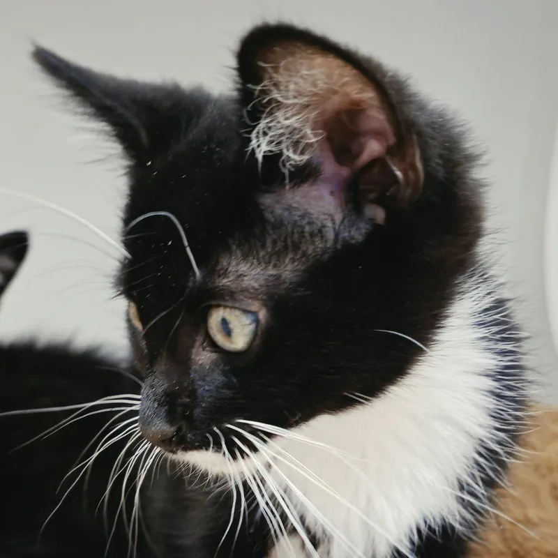 A baby small-sized female Domestic Short Hair cat named Janey for adoption in Cumming, GA