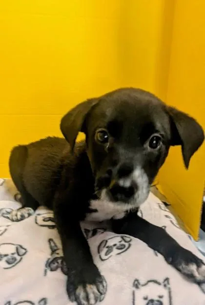 A baby medium-sized female Labrador Retriever dog named Nyx for adoption in Houston, TX