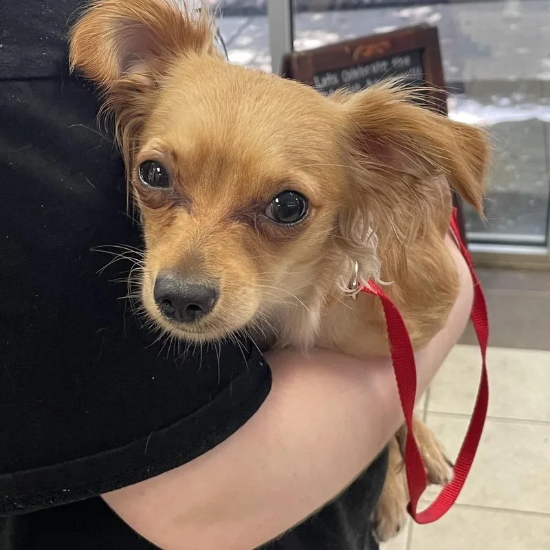 An adult small-sized female Brown / Chocolate Mixed Breed dog named StrayKenesawCourt for adoption in Columbus, GA